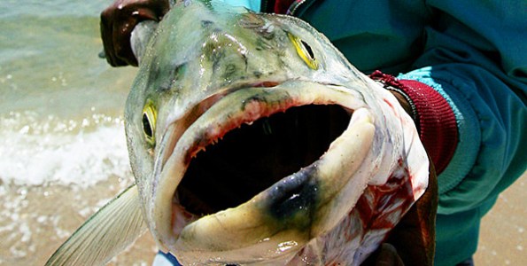 bluefin-tuna-radiation-poisoning-600