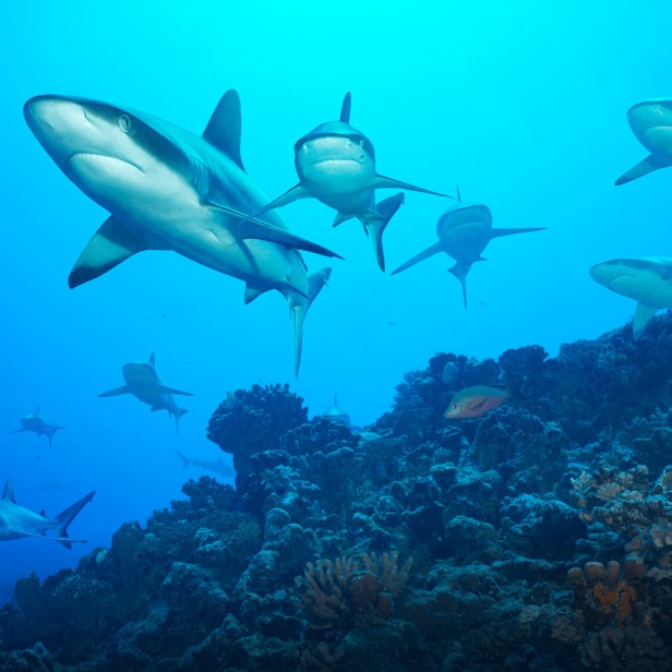 Image result for oeans